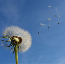 Image of a dandelion with seeds floating away.